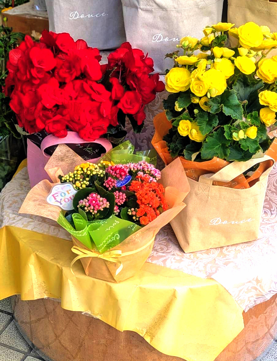 鉢モノ17